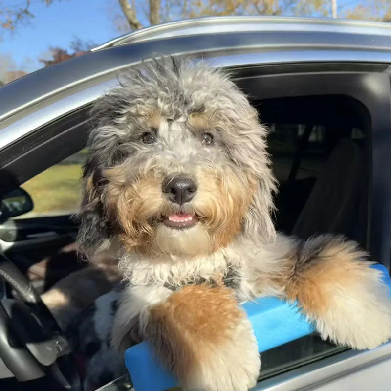 🐶Dog-Specific Car Window Chin Rest - Image 6